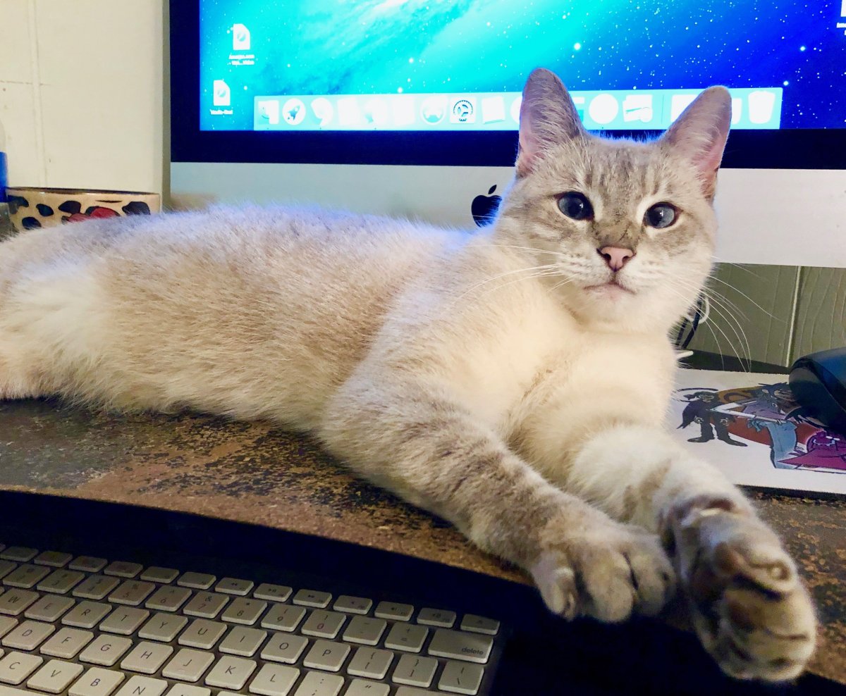 Линкс Пойнт тайская кошка