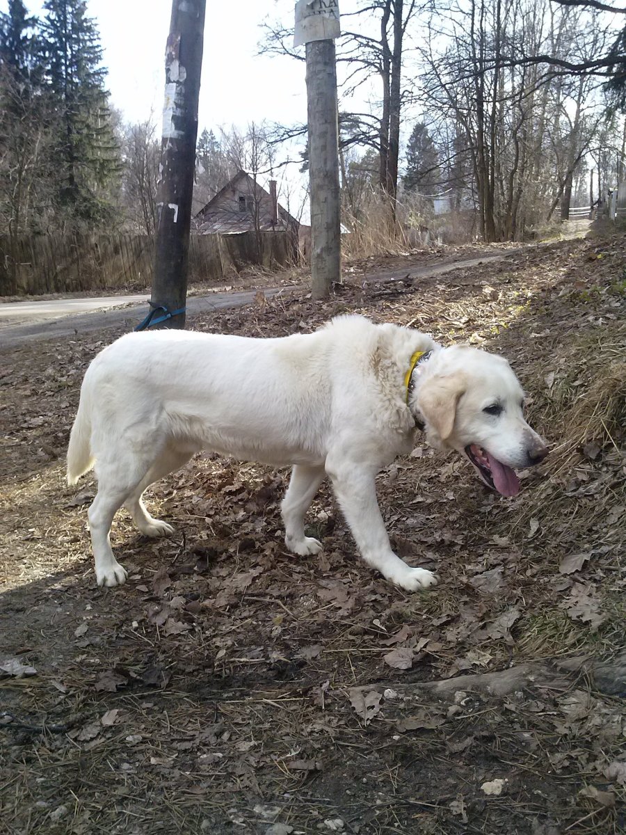 Метис алабая и ретривера