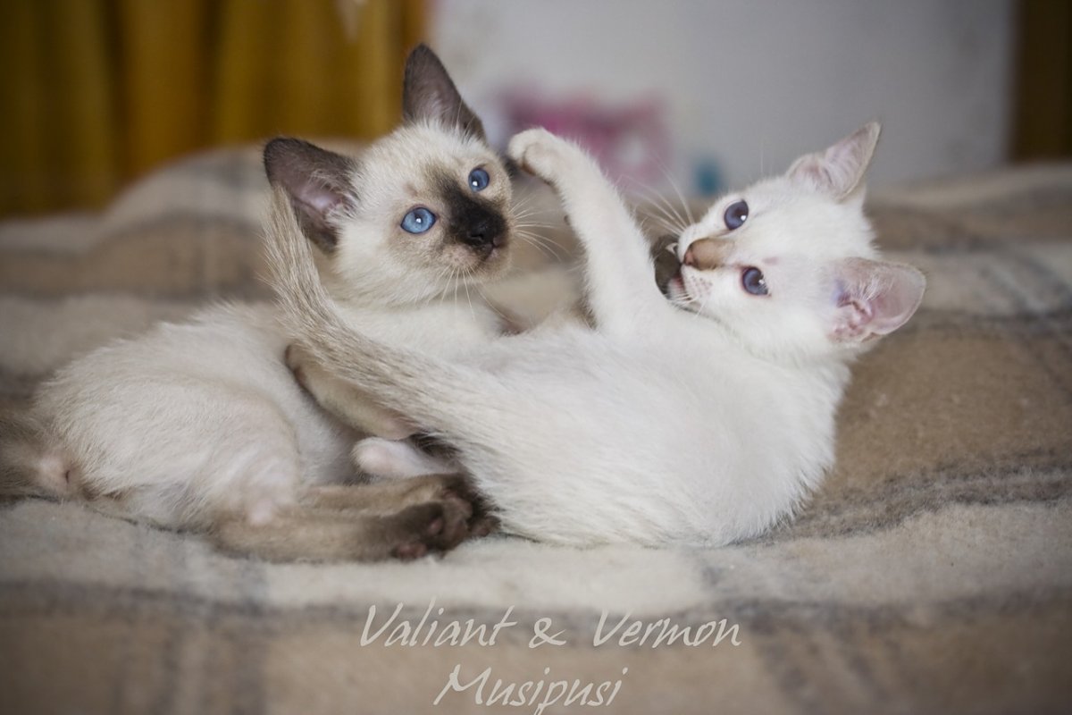 Шоколад тебби Пойнт тайская кошка