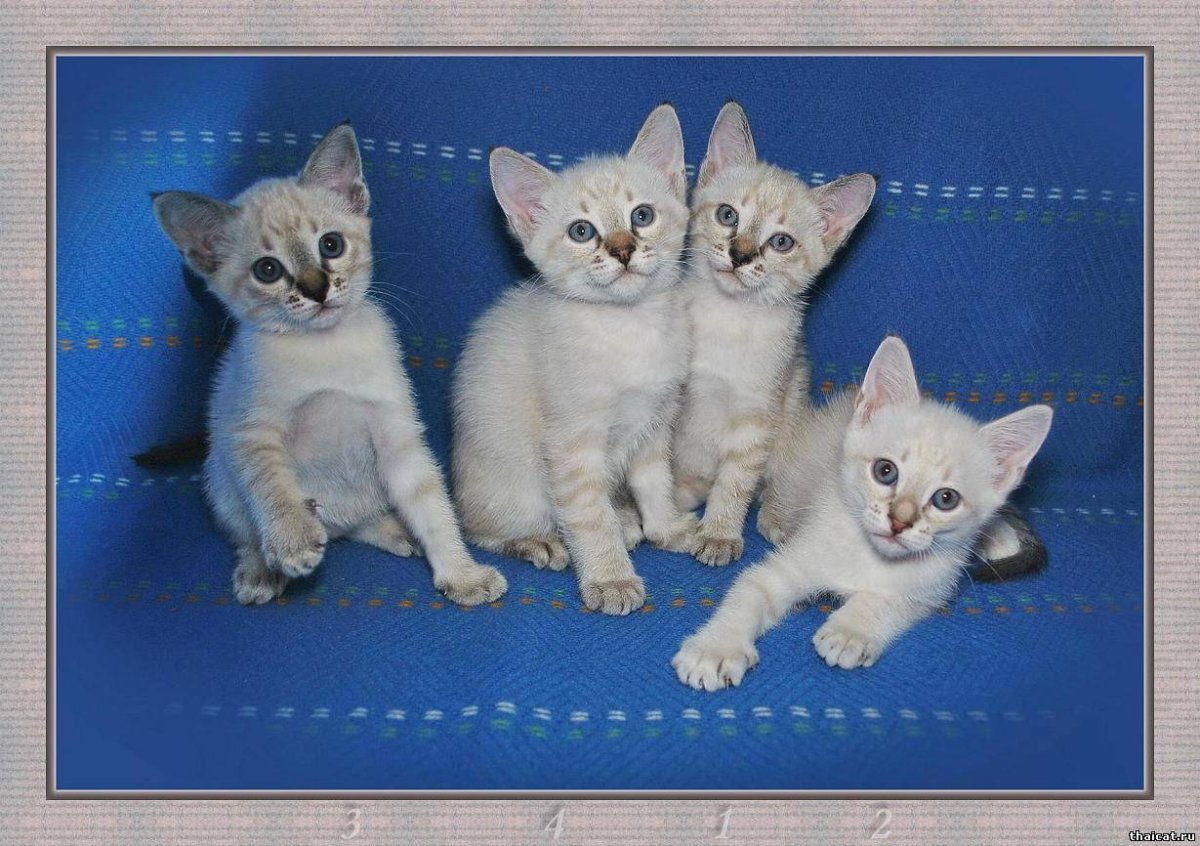 Тайский котенок сил тебби Пойнт 1 месяц