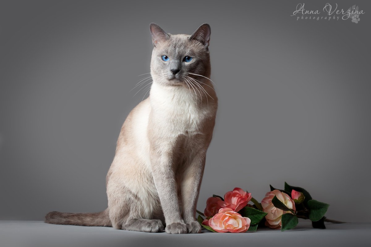 Тайский Блю Пойнт