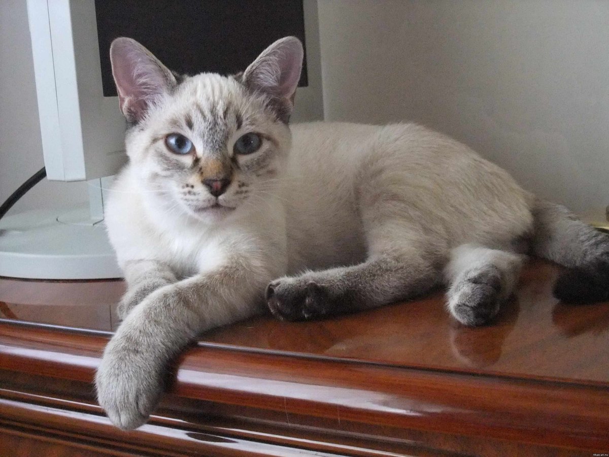 Тайская тэбби Пойнт кошка