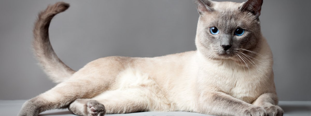 Обои на рабочий стол тайские котики