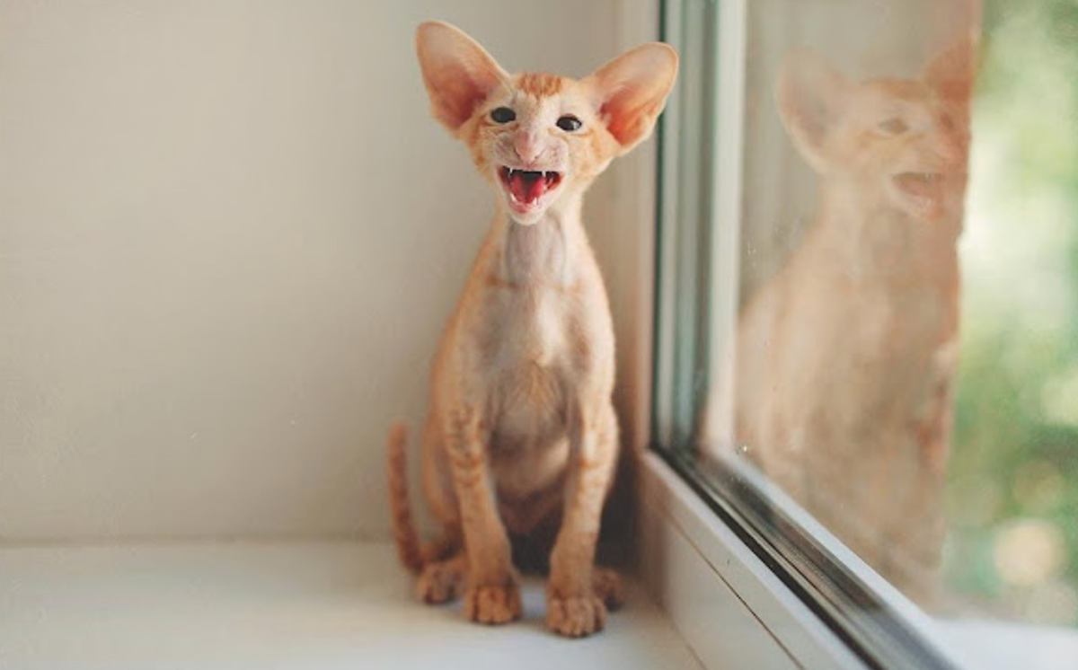 Ориентальная Грузинская кошка