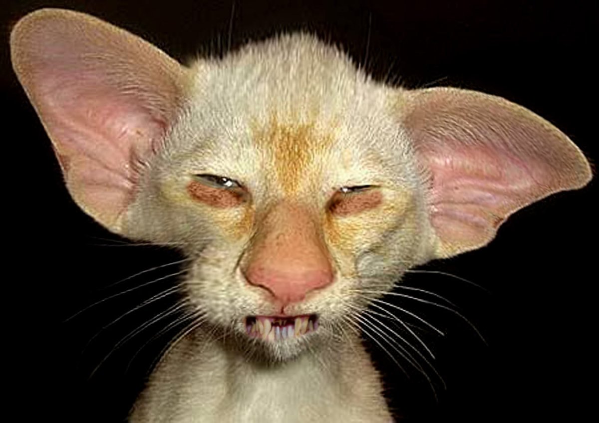 Кот грузин порода Ориентал