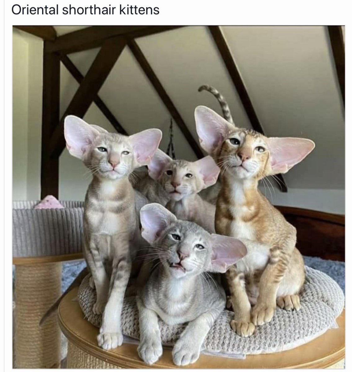 Ориентальная кошка с другими животными