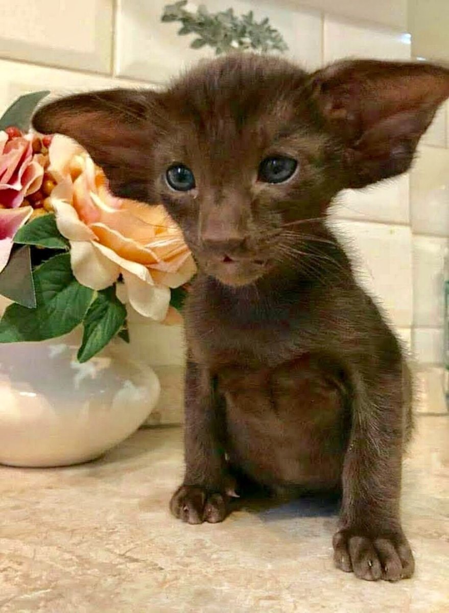 Страшный кот