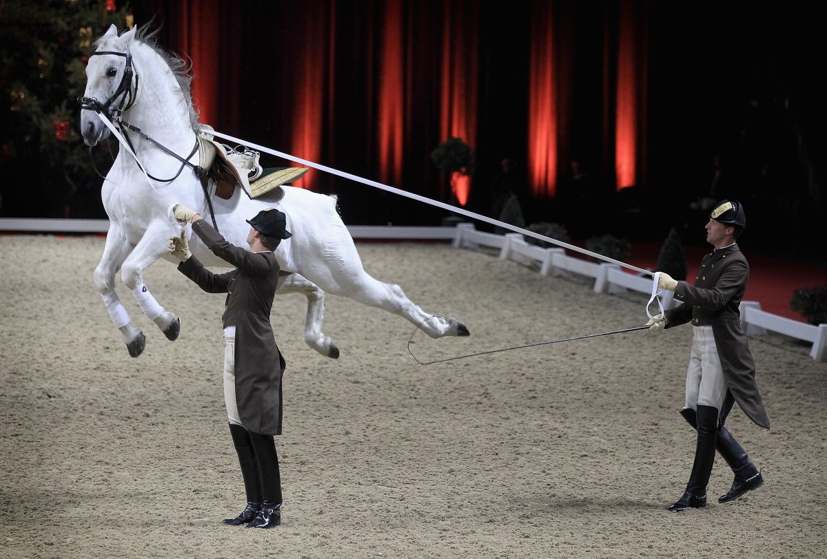 Каприоль конный элемент