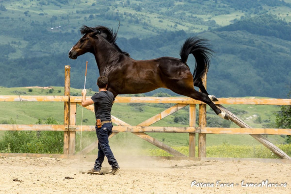 Каприоль конный элемент