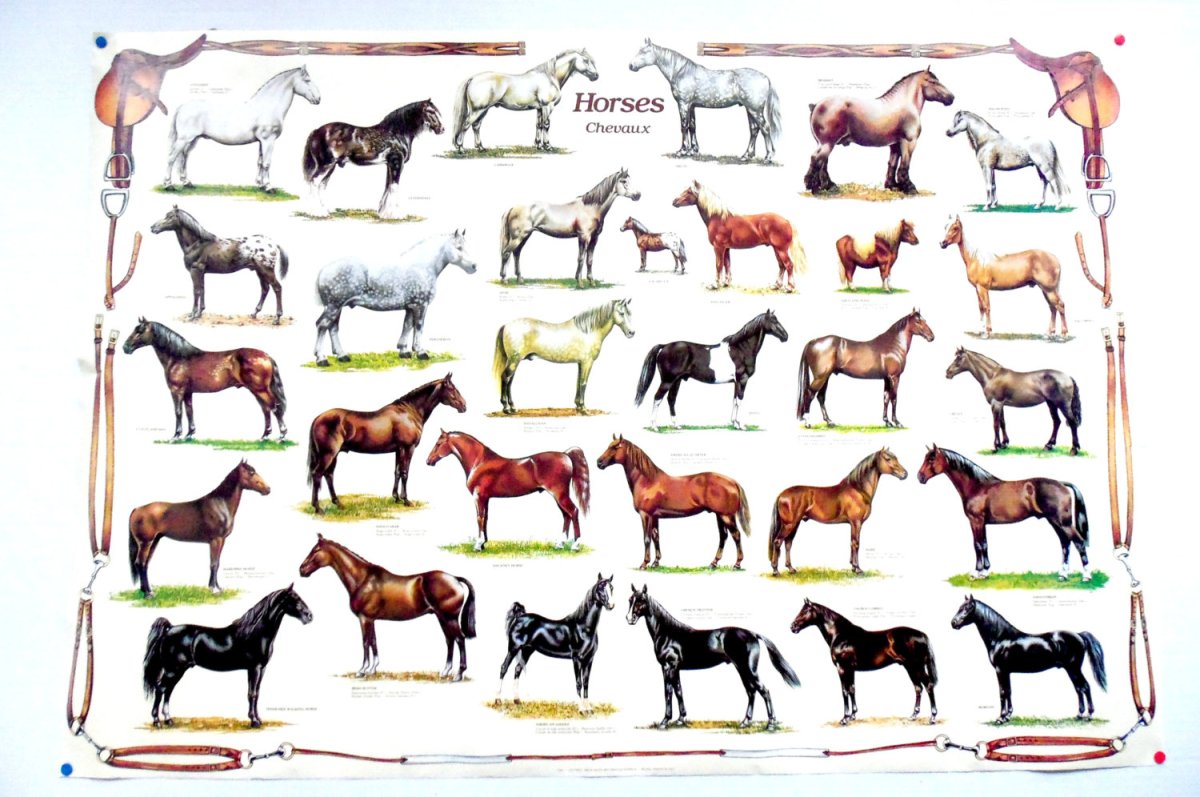 Породы верховых лошадей таблица