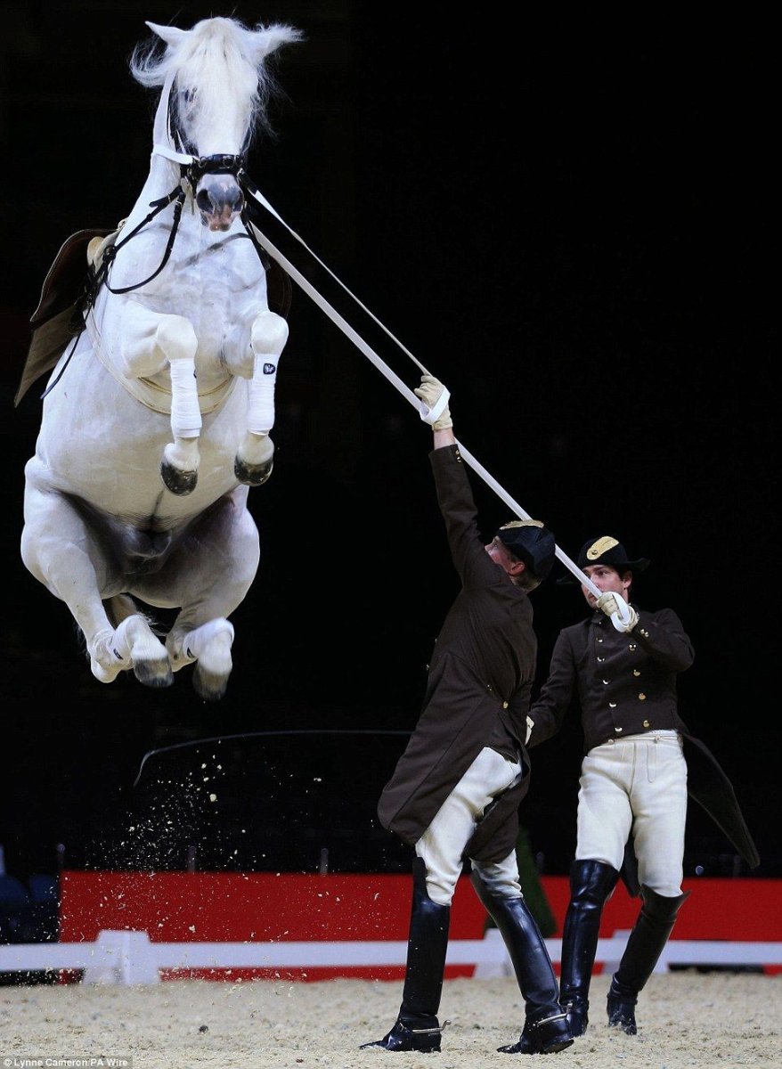 Каприоль дикой лошади