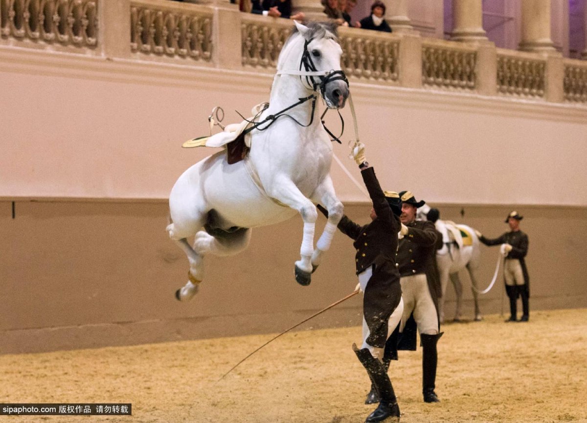 Испанская школа верховой езды