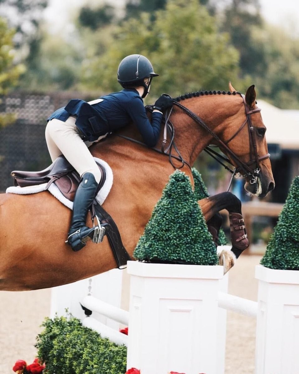 Лошади Эстетика Пинтерест конкур