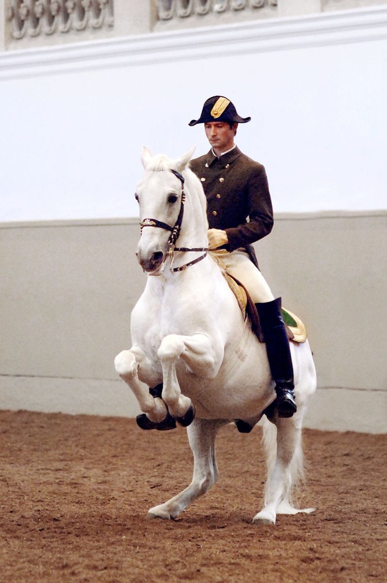Испанская школа верховой езды