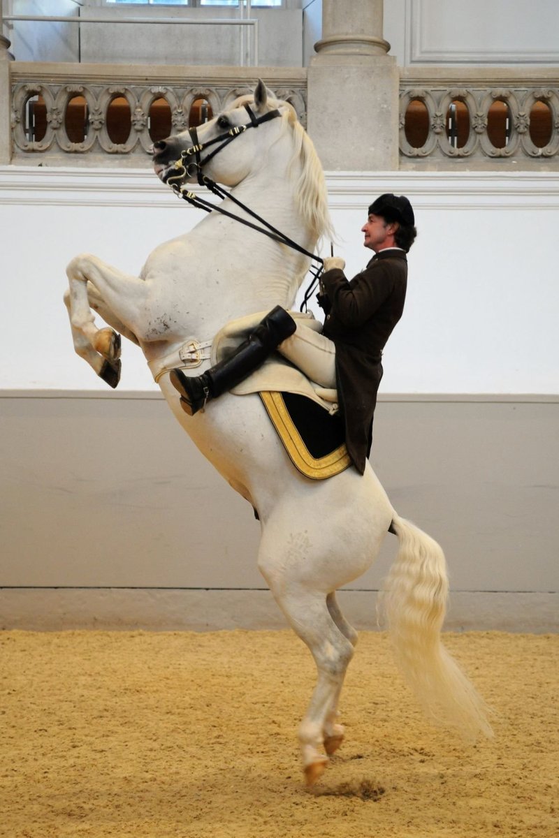 Липицианская порода лошадей