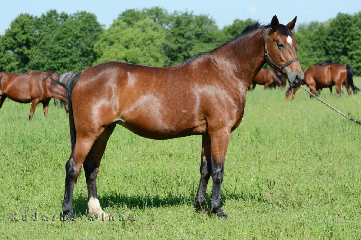 Лошади английские чистокровные лучшие