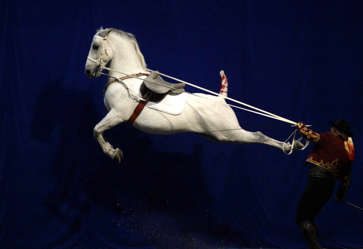 Каприоль конный элемент