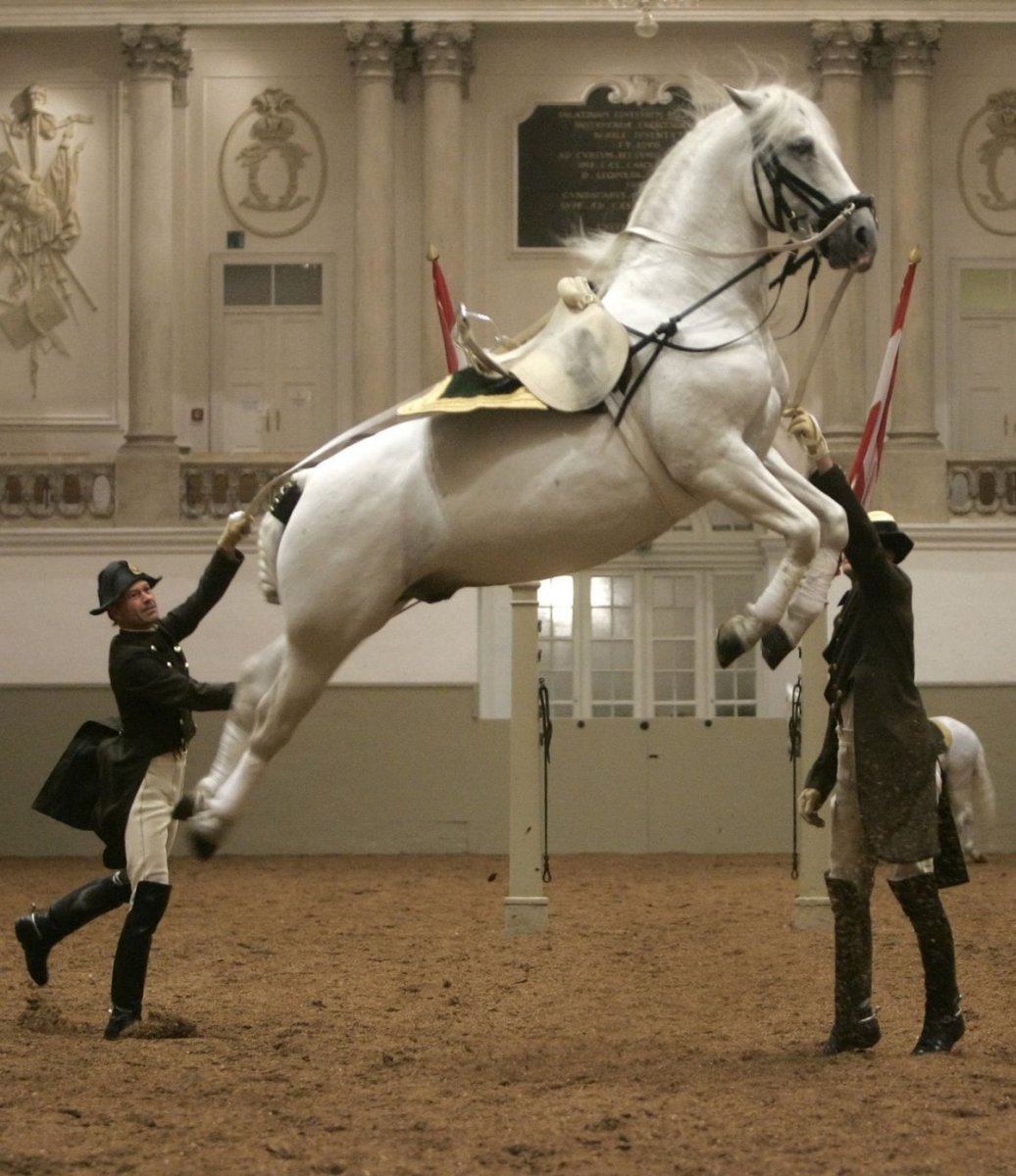 Каприоль лошади