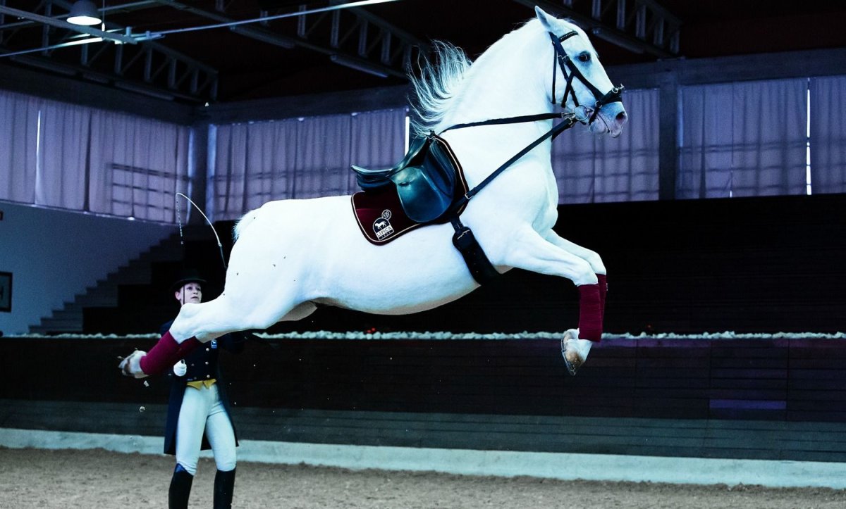 Каприоль лошади