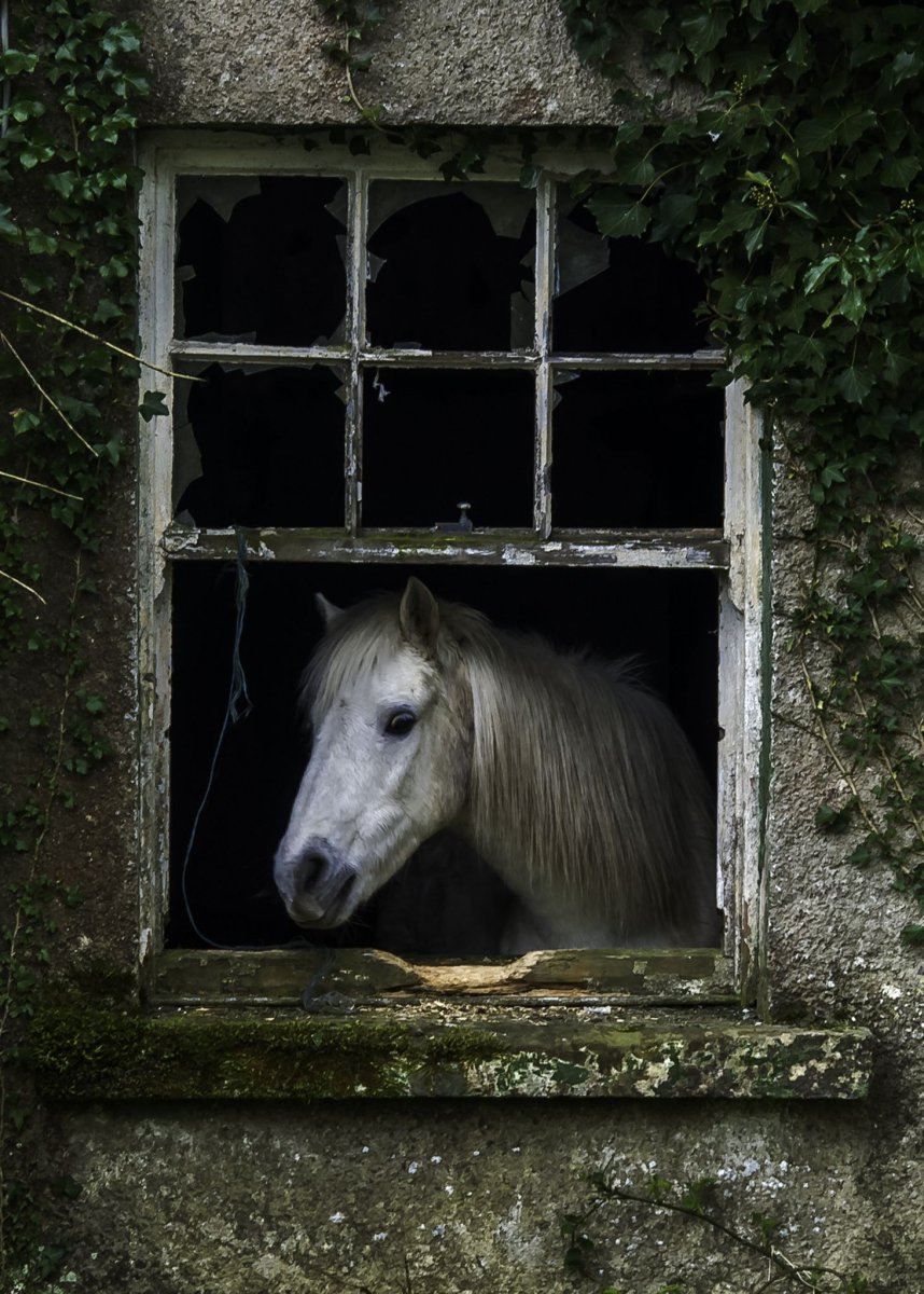 Старая лошадь