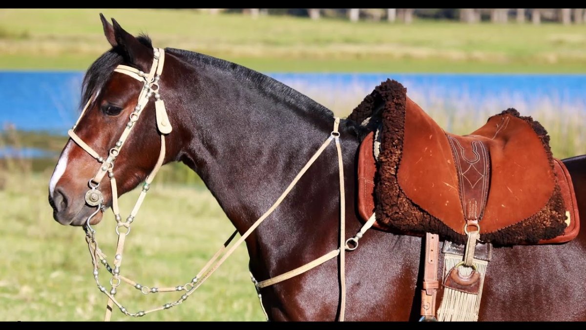 Верховая упряжь средневековья