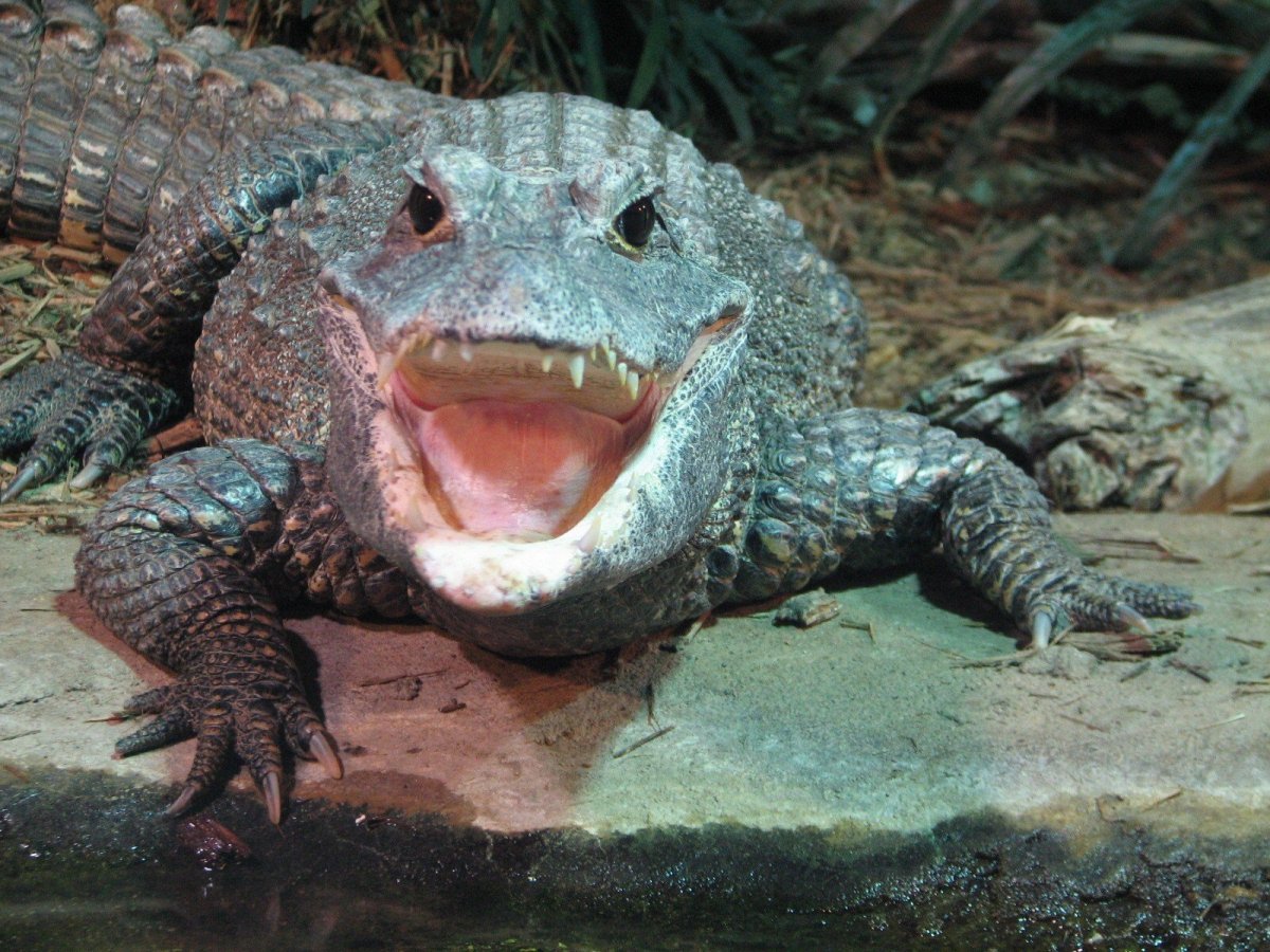 Крокодил карлик