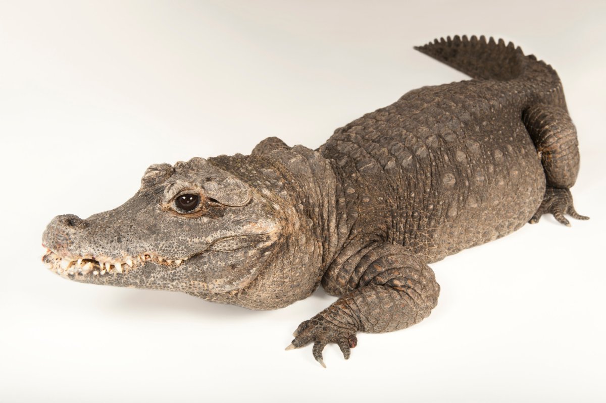 Нильский крокодил домашний