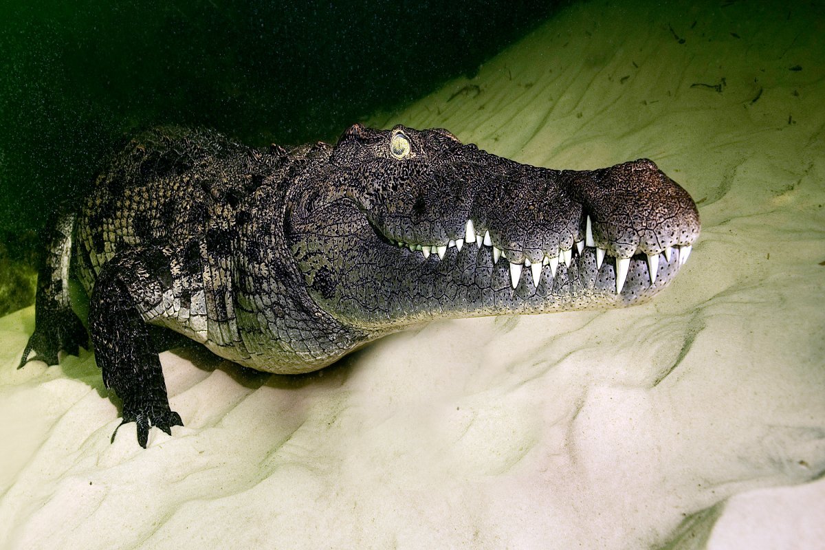 Тупорылый Африканский крокодил