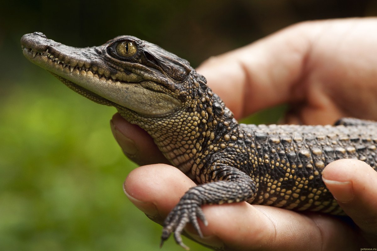 Крокодиловый Кайман