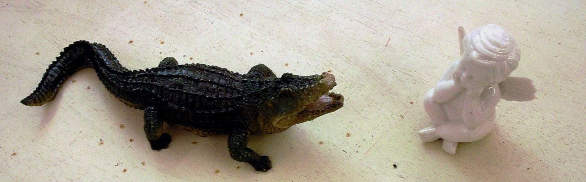 Нильский крокодил домашний