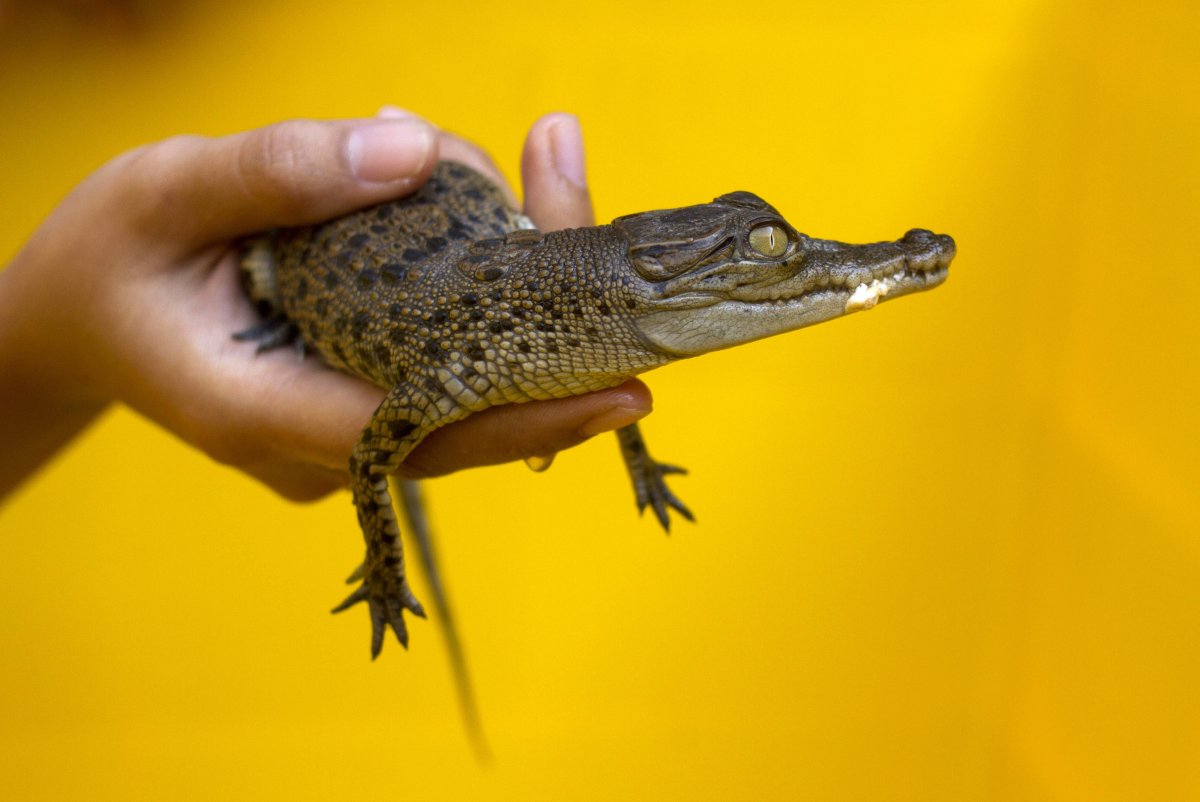 Карликовый Кайман