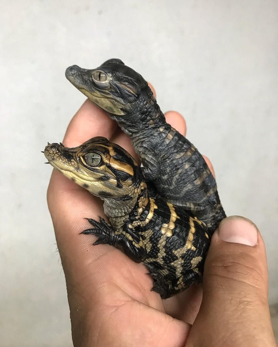 Крокодиловый Кайман