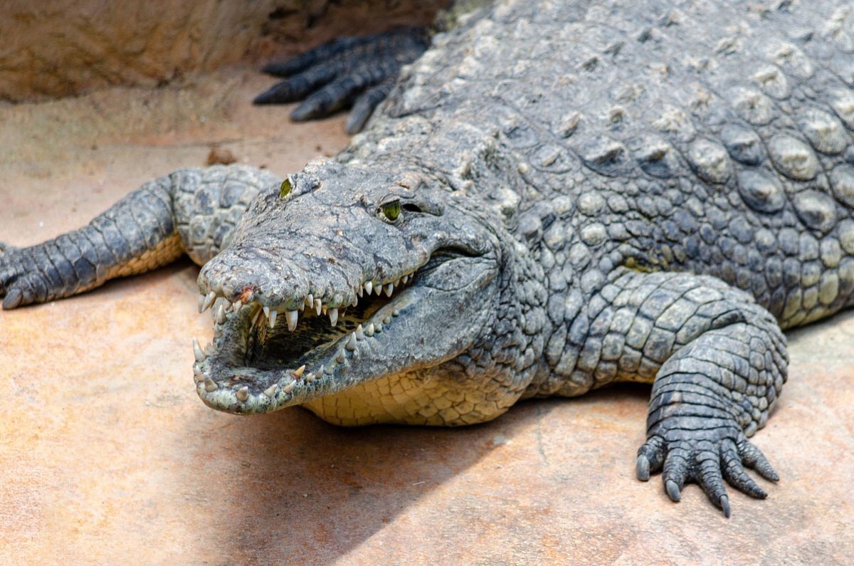 Детеныш крокодила