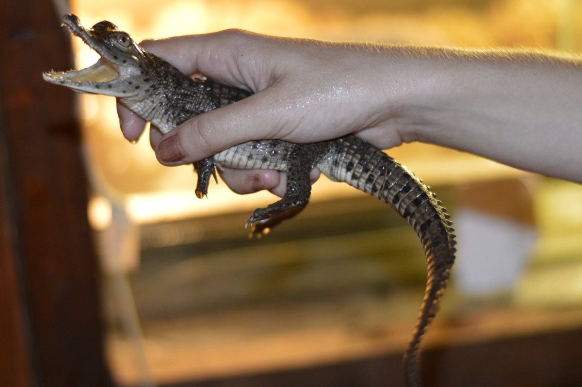 Тупорылый крокодил крокодил