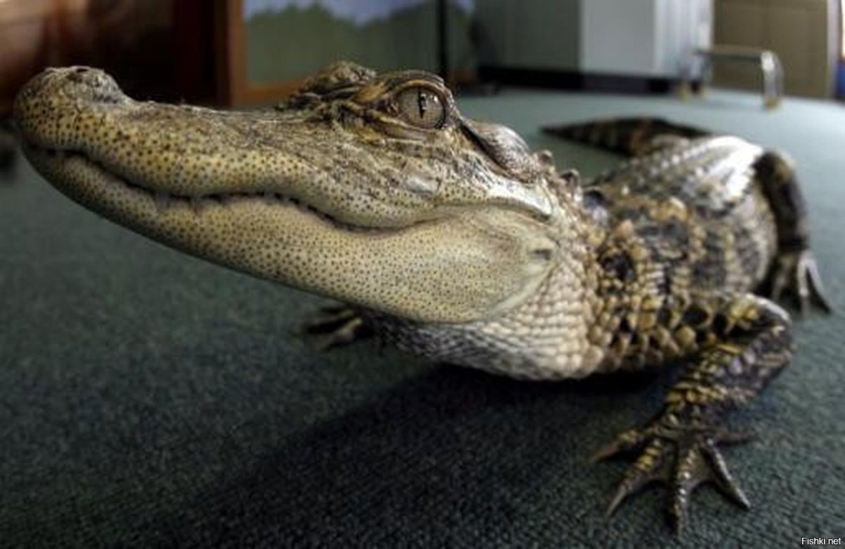 Гладколобый Кайман