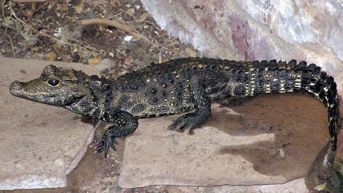 Кайман Кювье