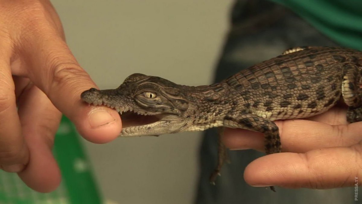 Нильский Кайман