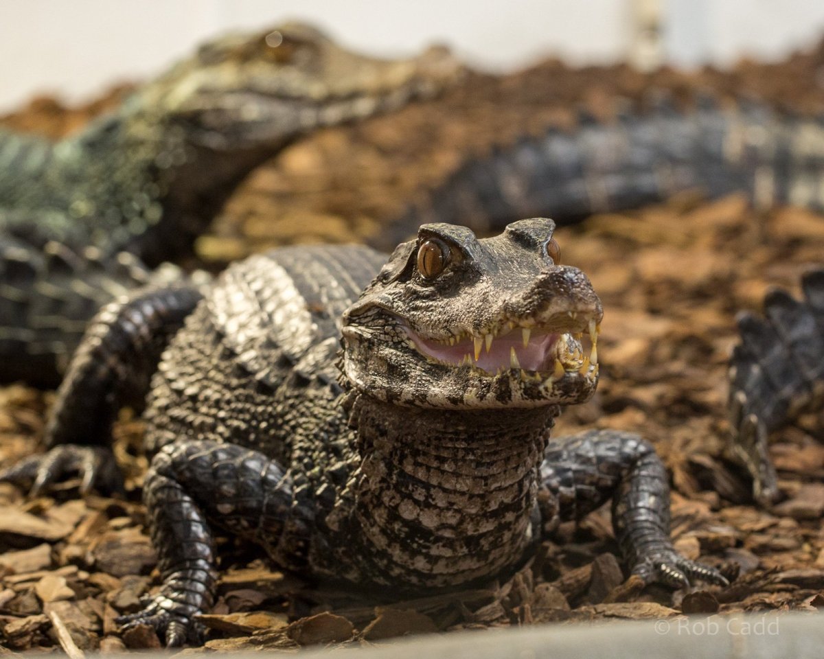Крокодиловый Кайман