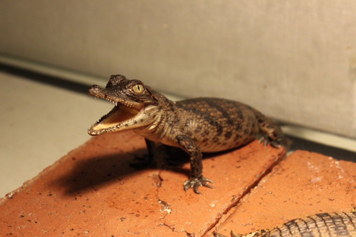 Гребнистый крокодил домашний