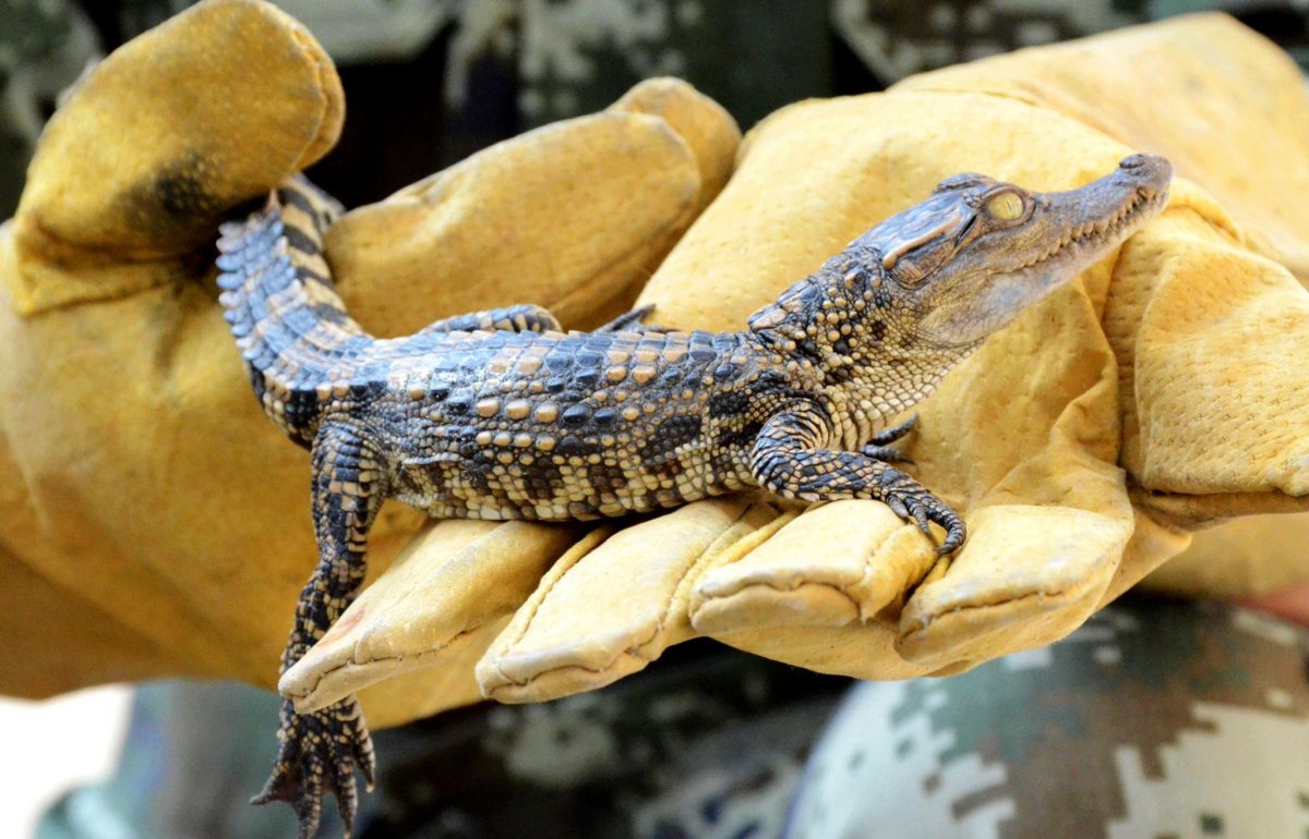 Крокодильи фермы в Австралии