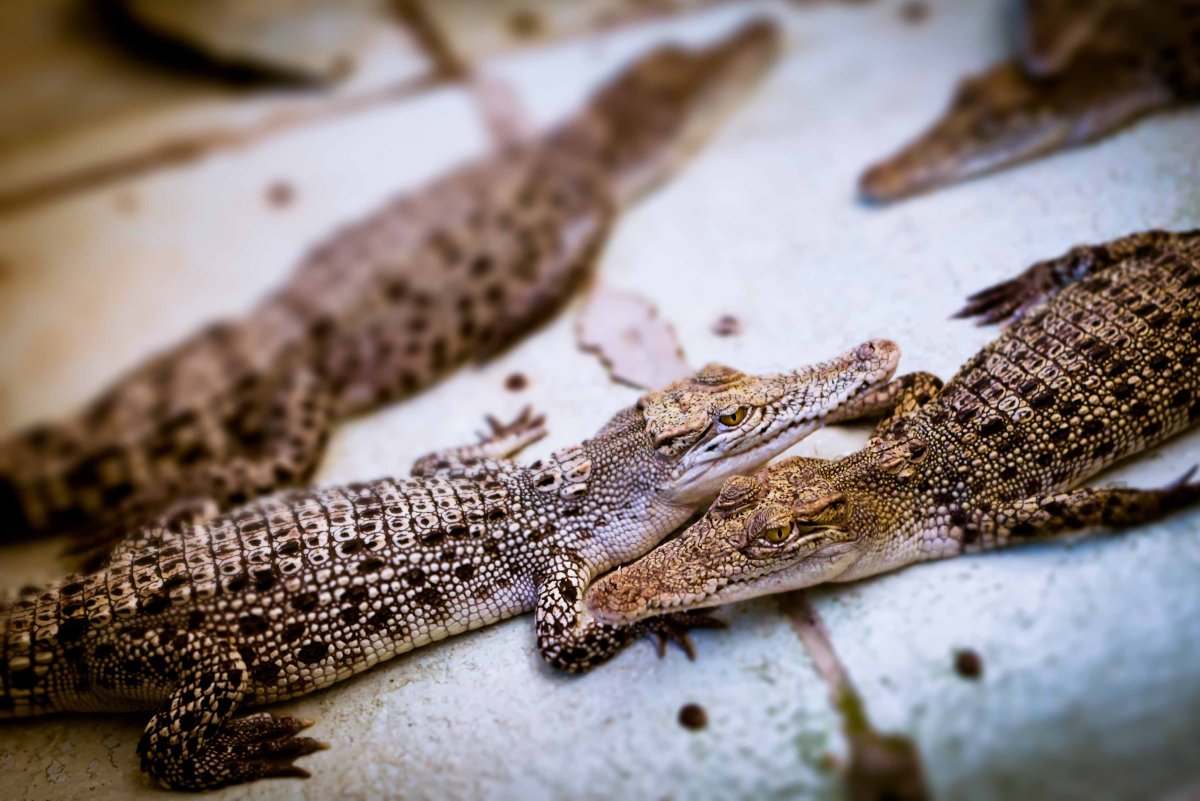 Маленький крокодил