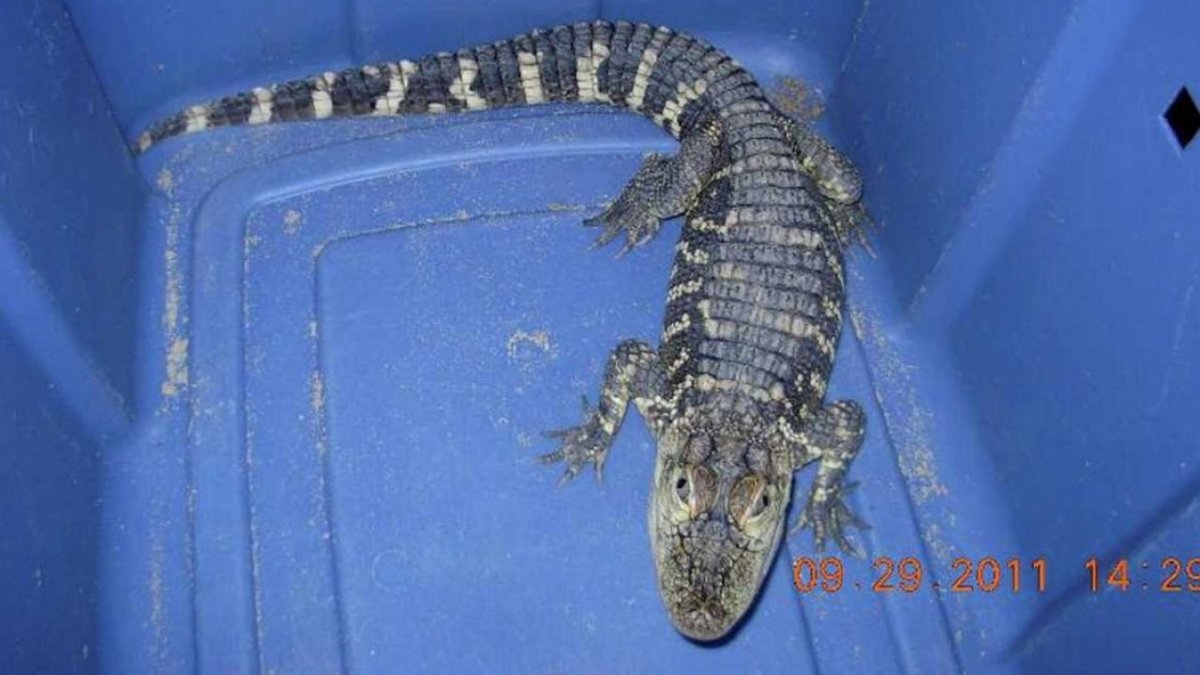 Мини Кайман