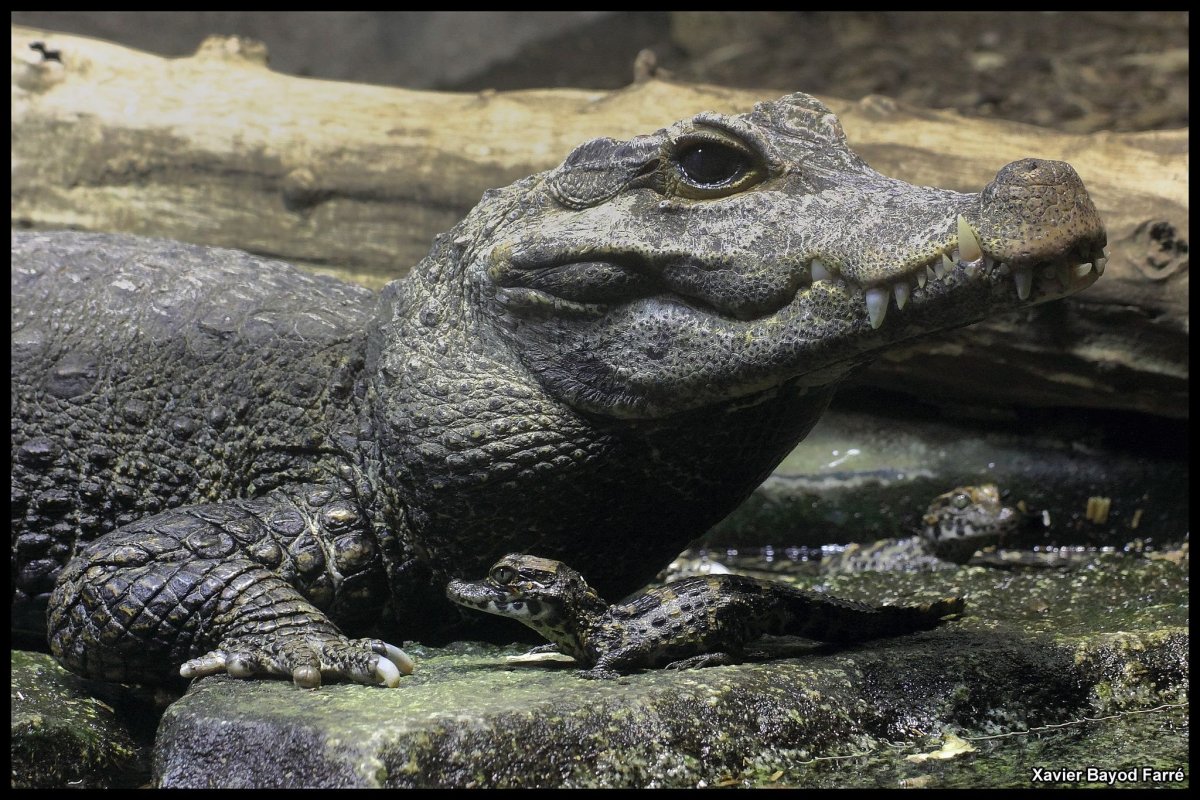 Крокодил малыш