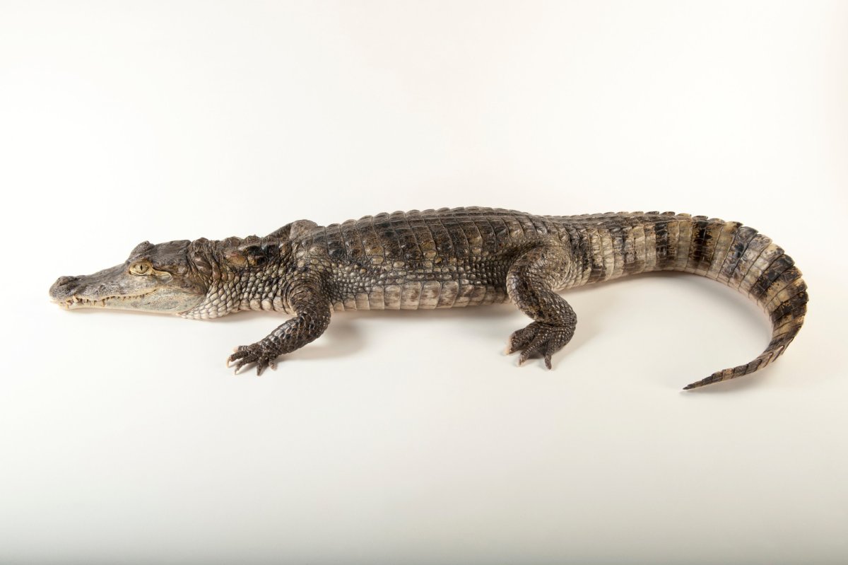 Самый маленький крокодил на земле