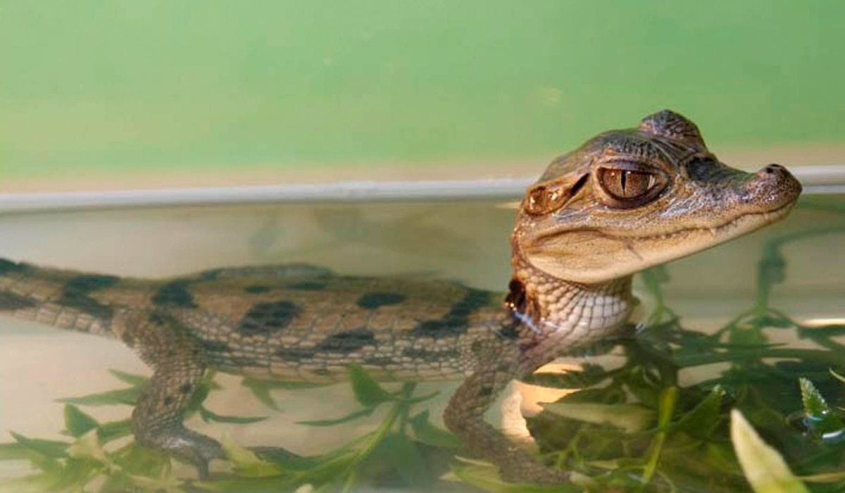 Тупорылый крокодил крокодил