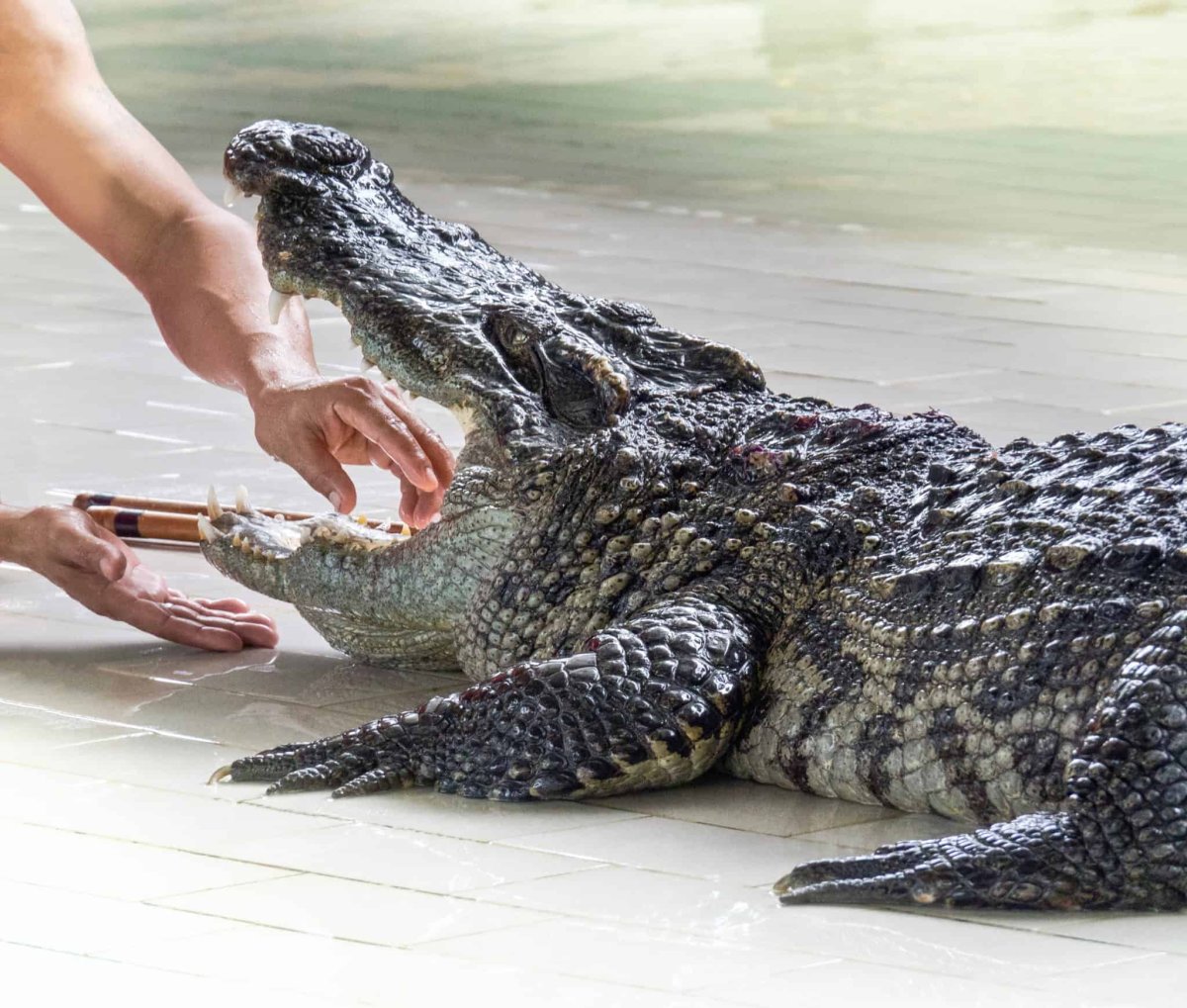 Alligator Pet