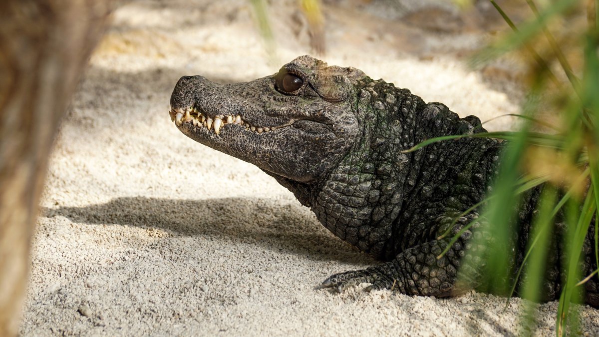 Гребнистый крокодил Детеныши