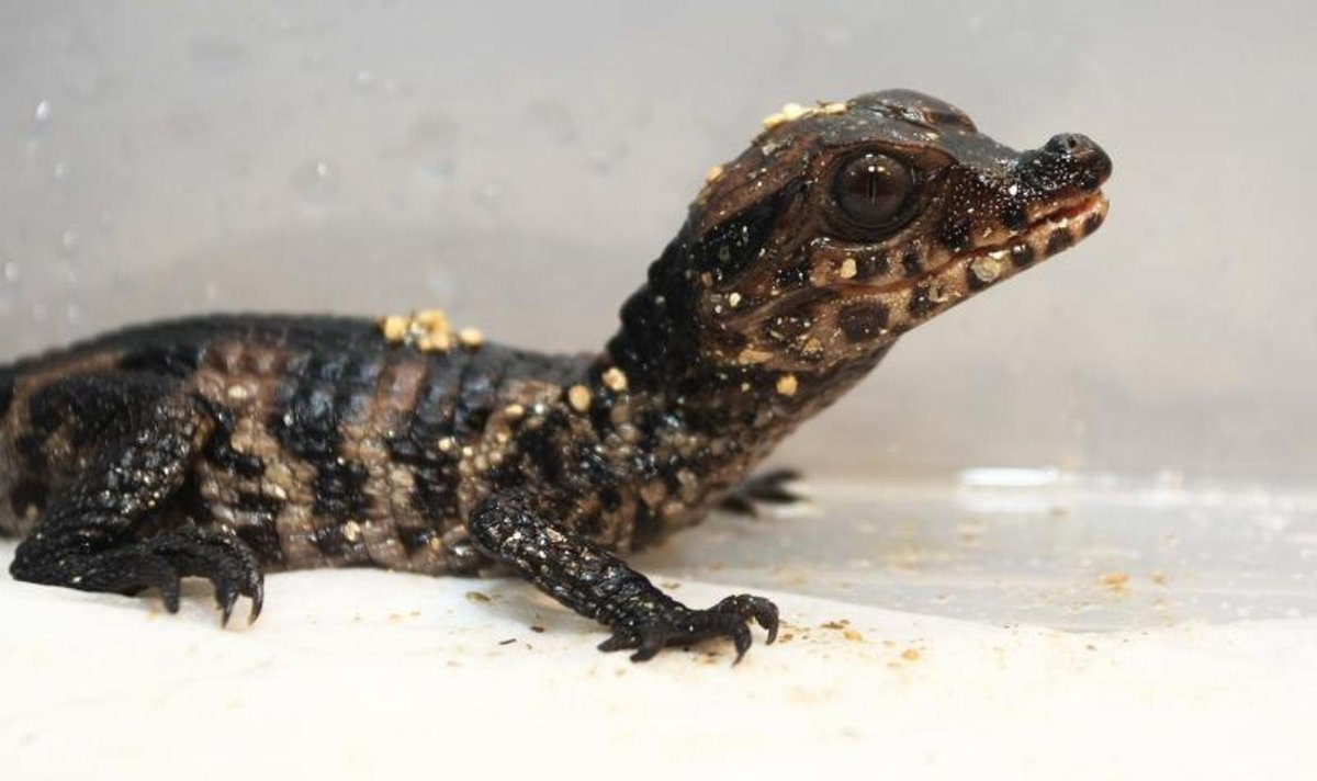 Домашние крокодилы