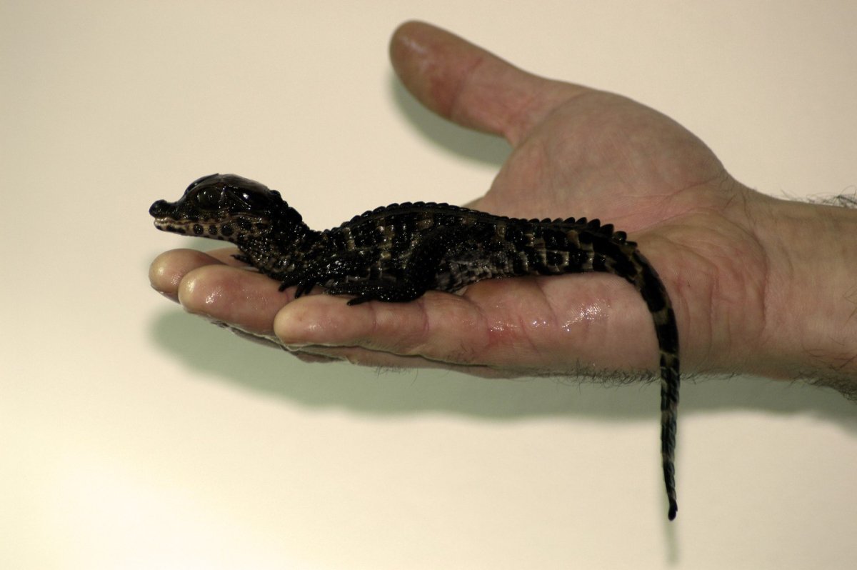 Западноафриканский карликовый крокодил