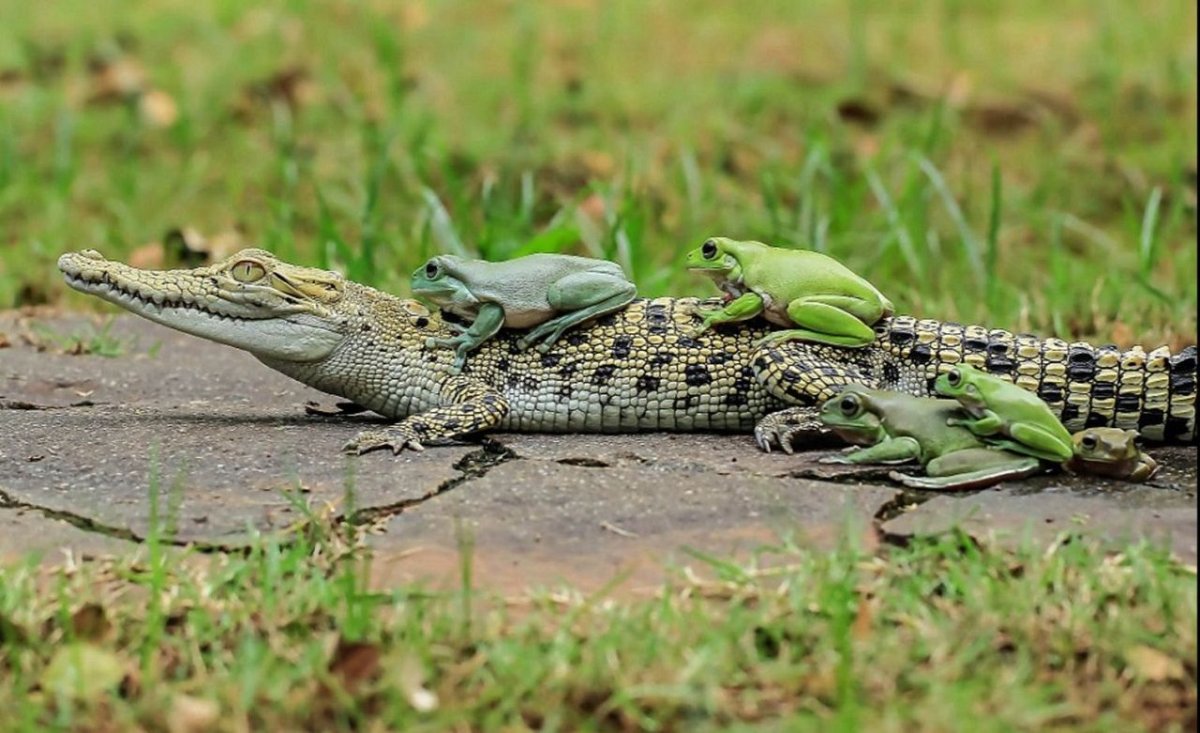Сиамский крокодил